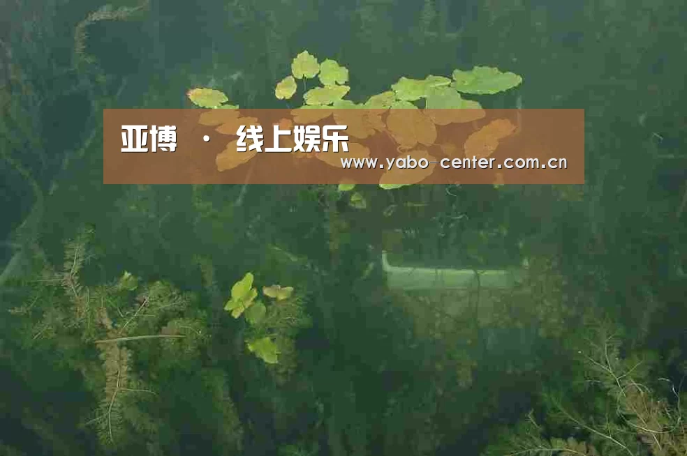 案例展示三