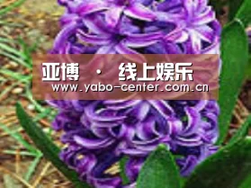产品名称八